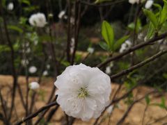 -南国桃园旅游度假区