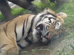 -西霞口神雕山野生动物世界