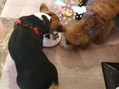 -百好乐宠物友好餐厅(朝外大街店)