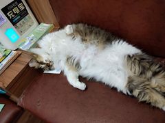 -安安宠医宠物医院·异宠·犬猫内科(岳阳分院)