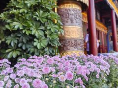 -大召无量寺