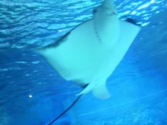 -烟台海昌鲸鲨海洋公园