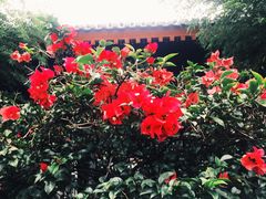 -大唐博相府酒店·陕西官府菜