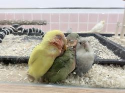 -Moni星球萌宠·小马宝莉·灵蛇·高端高阶全萌宠互动体验俱乐部(红豆国际广场店)