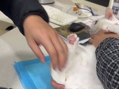 -佳雯宠物医院·皮肤科·内外科(春晓路分院)