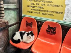 -猫咪博物馆(顶澳仔猫街店)