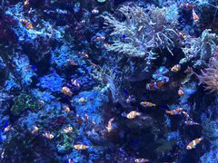 -新加坡海洋生态馆