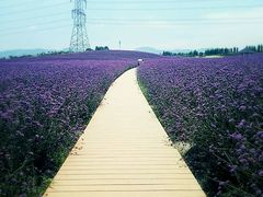 -紫颐香薰山谷景区