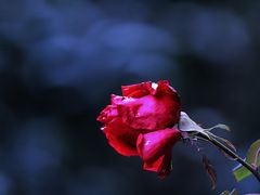 -贡湖湾湿地公园