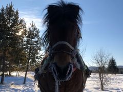 -北极村旅游风景区