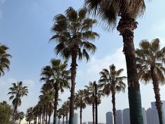 -金沙湖公园