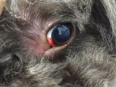 -荣耀金沙动物医院(清江西路店)