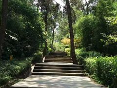 -铁山坪森林公园