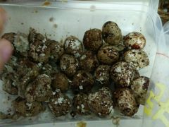 -张鸭子重庆特产卤味小吃(未来国际店)