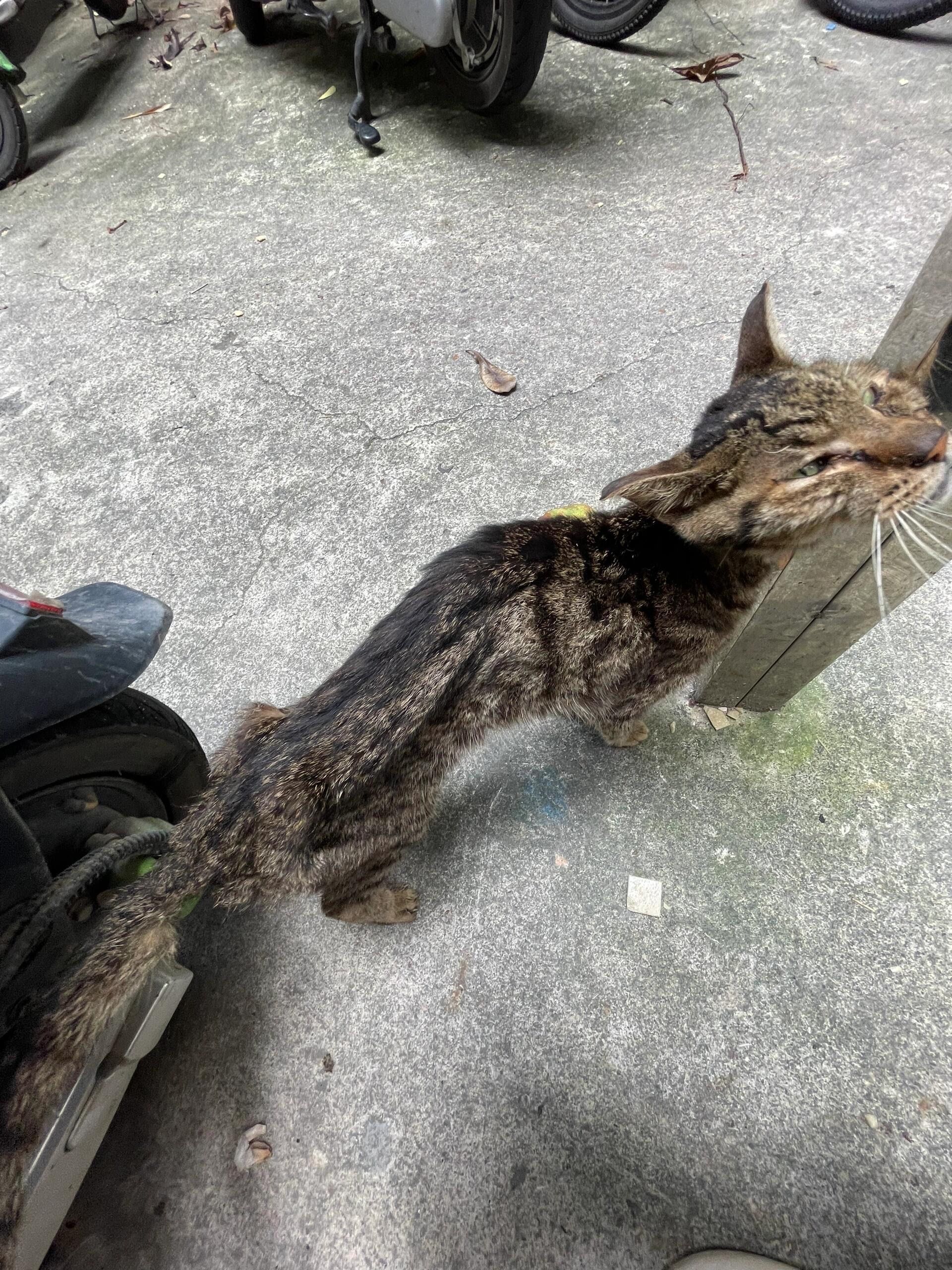 一只瘦的只剩骨架的流浪猫