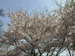 -武汉大学-樱园