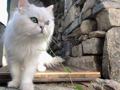 -喵屿·大理花园猫咖