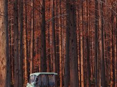 -黄海国家森林公园