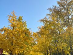 -三里屯东五街银杏大道