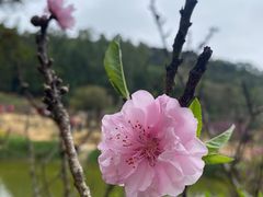 -南国桃园旅游度假区