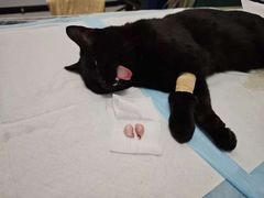 -艾吉宠物医院·疑难杂症转诊中心·猫友好(碧江路院)