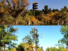 -金塔沙漠胡杨林景区