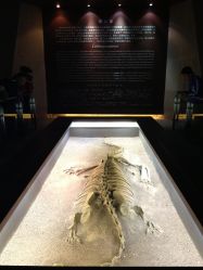 -世界恐龙谷