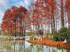 -青枫公园