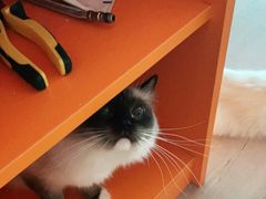 -Bastet sally猫舍购宠(静安店)