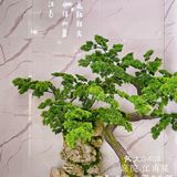江南春花红胜火，3🈷️来庭院体会最美江南吧[机智]