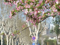 -四川大学(望江校区)