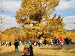-千年银杏谷文化旅游区