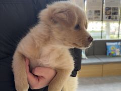 -pd派德宠物中心医院24H急重症·眼科中心·血液透析中心(嵩山北路店)