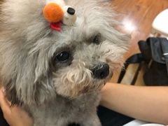 -志龙皇冠吃货椰子铺