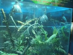 -上海大自然野生昆虫馆(东方明珠·爬宠昆虫探索中心)