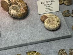 -烟台自然博物馆