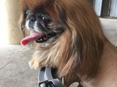 -pd派德宠物中心医院24H急重症·眼科中心·血液透析中心(嵩山北路店)