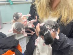 -达爱动物医院·犬猫分区·CT·复杂眼科(远洋山水分院)