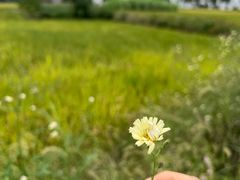 -东梓关景区村庄