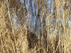 -盐城丹顶鹤湿地生态旅游区