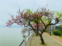 -无锡蠡湖国家湿地公园-蠡园