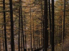 -苏木山森林公园