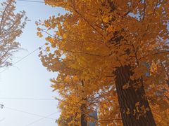 -两江幸福广场