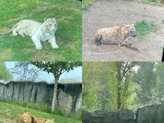 -北京野生动物园