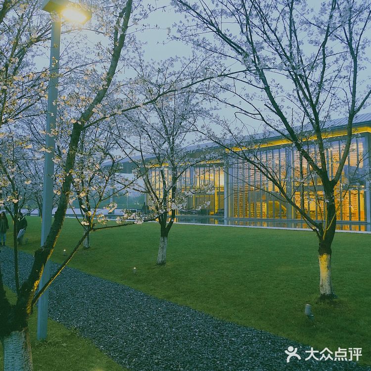 杭州樱花🌸这里晚上拍樱花！太梦幻了吧！