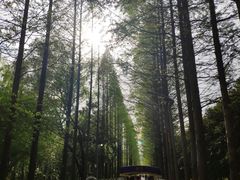 -昆山城市生态森林公园