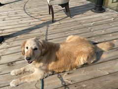 -伟伟宠物医院·CT影像中心·瑞派犬猫综合性门诊(汉口总院)