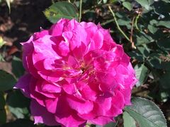 -大兴滨河森林公园