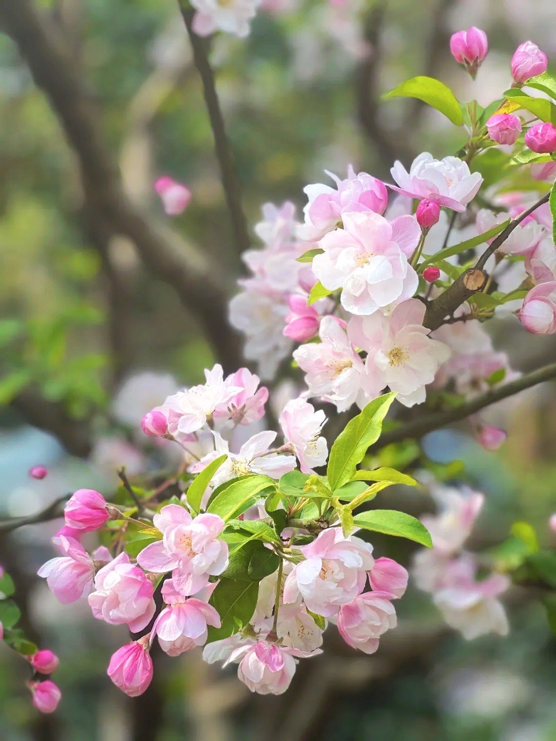 3月春花合集,梅花,樱花,海棠,梨花