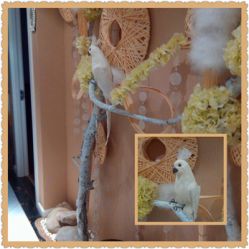 门口的假鹦鹉-青青一生美皮肤管理